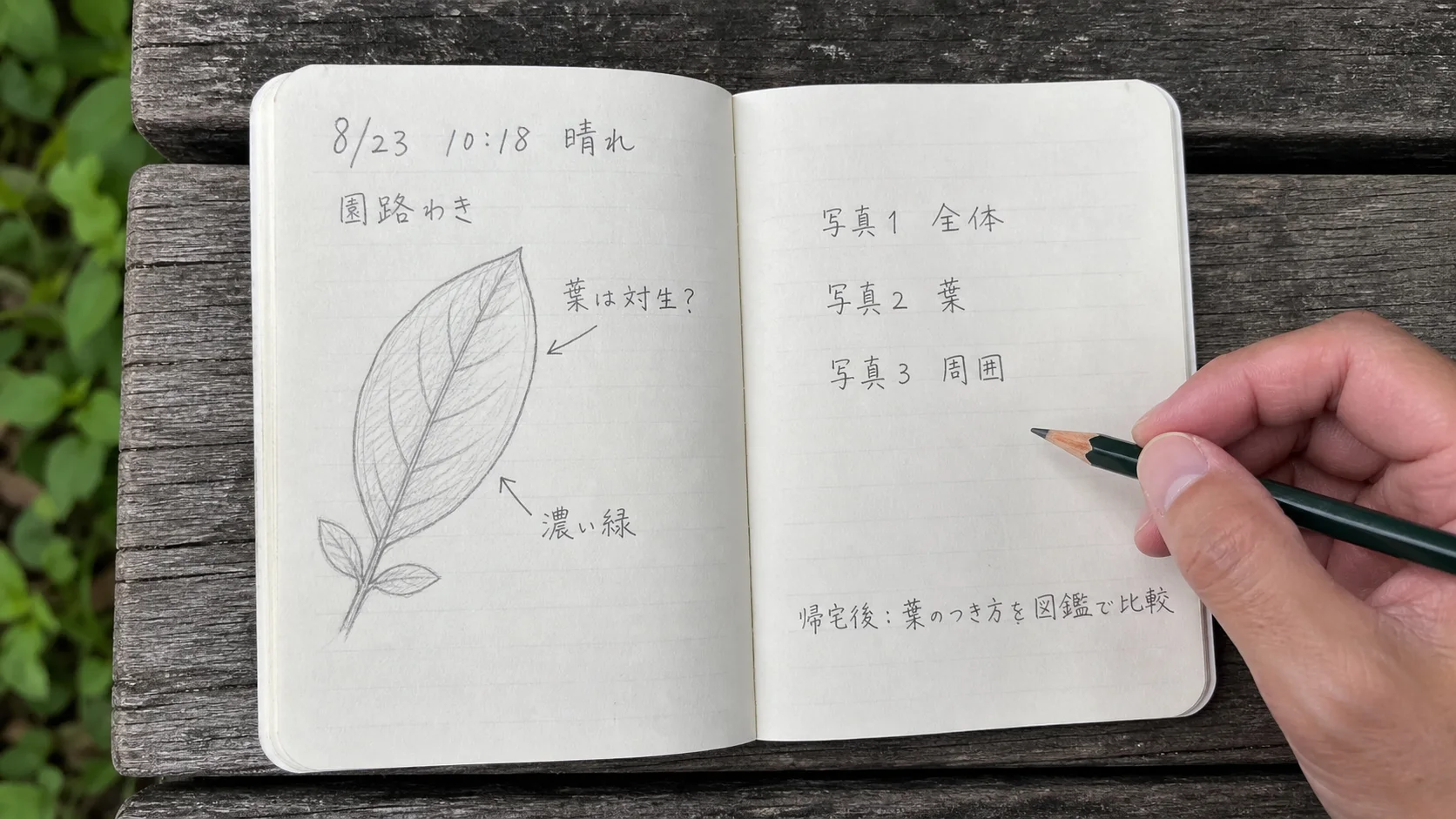 日付、時刻、天候、環境、葉の形、写真番号、後で調べる点を書いた観察ノートの見開き